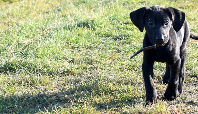 ZÁPESNÍK: Jak jsem získal policejního psa
