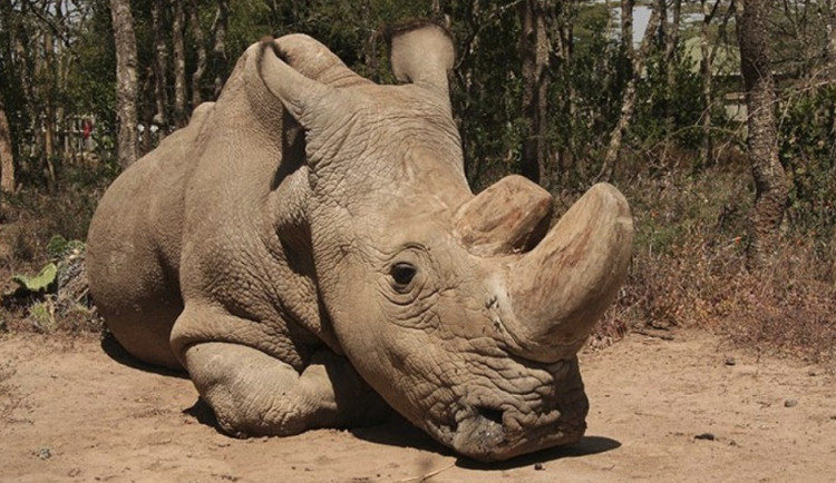 ZE SVĚTA: Zemřel poslední samec nosorožce severního bílého na světě. Život prožil v Česku