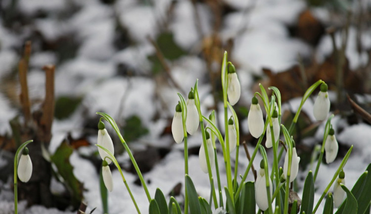 ilustrační foto, Zdroj: pixabay