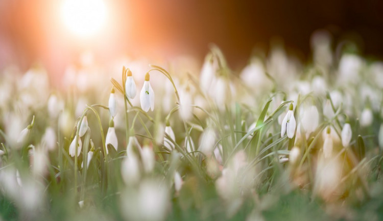 ilustrační foto, Zdroj: pixabay