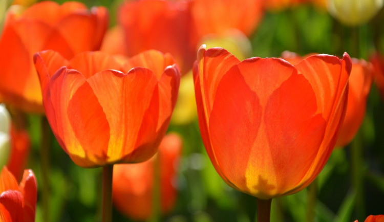 ilustrační foto, Zdroj: pixabay