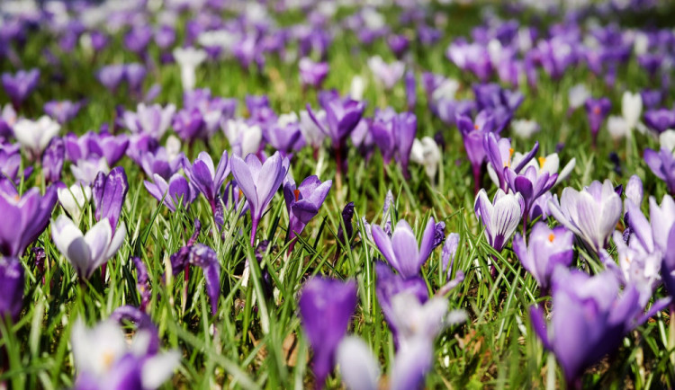 ilustrační foto, zdroj: pixabay.com