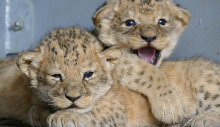 Lvíčata brněnské zoo