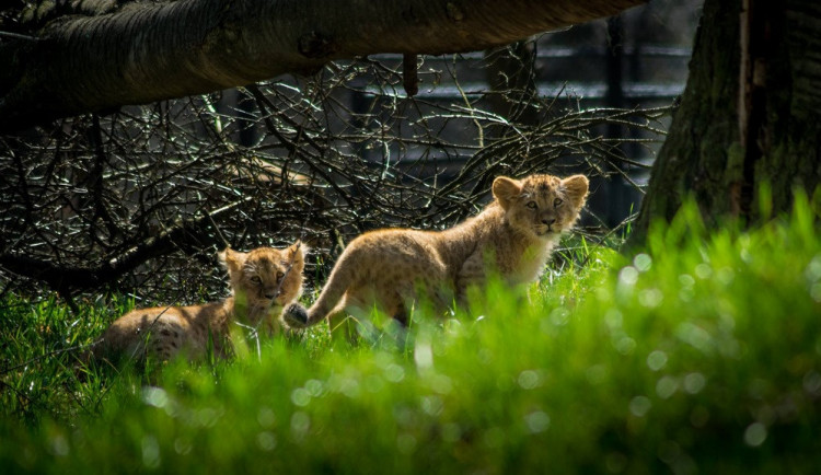 FOTO: Anoona a Akashinga. Lvíčata v brněnské zoo mají ode dneška jméno