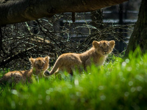 FOTO: Anoona a Akashinga. Lvíčata v brněnské zoo mají ode dneška jméno