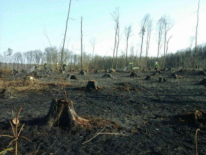 Na Brněnsku řádí žhář. V týdnu dvakrát hořel les u Oslavan