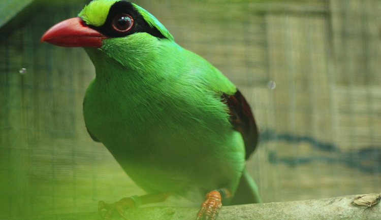 Zoo Brno se zapojí do kampaně za záchranu exotických ptáků, začne sbírat steré dalekohledy