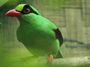 Zoo Brno se zapojí do kampaně za záchranu exotických ptáků, začne sbírat steré dalekohledy