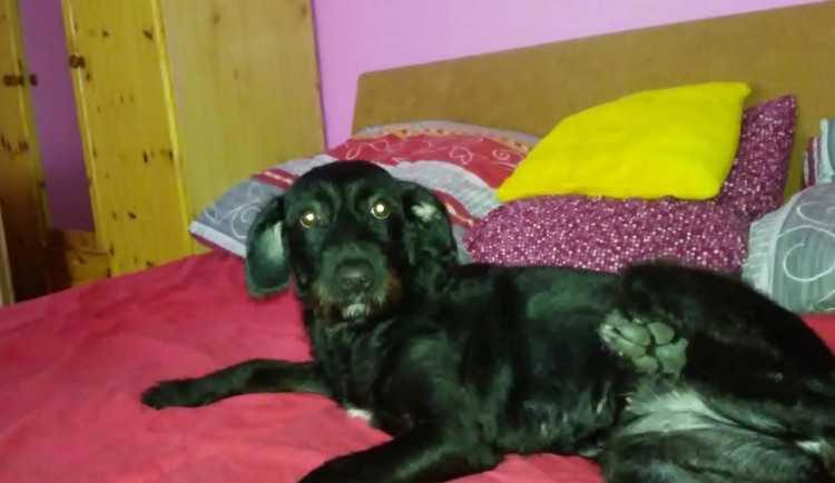 Fenka Sára, která nepřežila pád z 9. patra