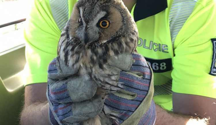 Zachráněný kalous