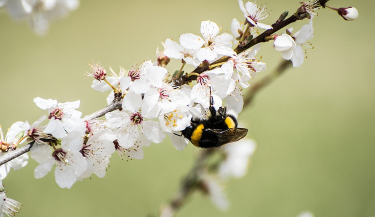Alergiky trápí pyl z břízy. Teplo a sucho situaci zhoršuje
