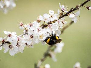 Alergiky trápí pyl z břízy. Teplo a sucho situaci zhoršuje