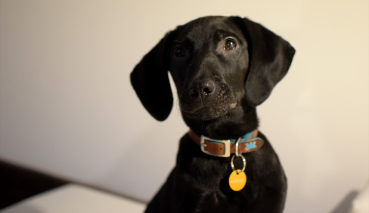 ZÁPESNÍK: Nejdražší psí známka na světě