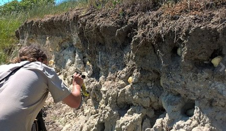 Ucpaná hnízda vlhy pestré