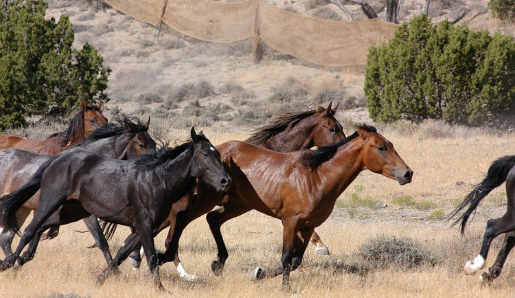 V Národním parku Podyjí už se prohání stádo divokých koní