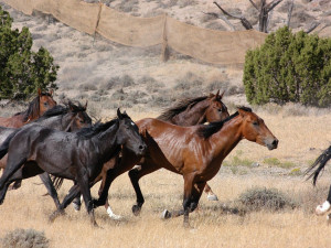 V Národním parku Podyjí už se prohání stádo divokých koní