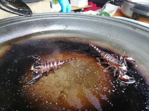 FOTO: Červi, štíři, šneci. Největší zájem na Extrem Food Festivalu měli lidé o hadí maso