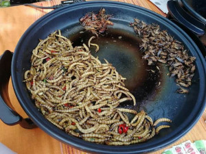 extrem food festival