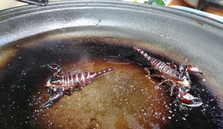 Jídlo na Extrem Food Festival