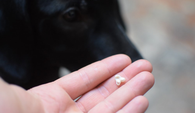 ZÁPESNÍK #6: Zmlátil jsem psa, až mu vypadl zub