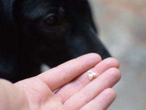 ZÁPESNÍK #6: Zmlátil jsem psa, až mu vypadl zub
