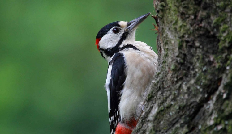 Strakapoud bělohřbetý