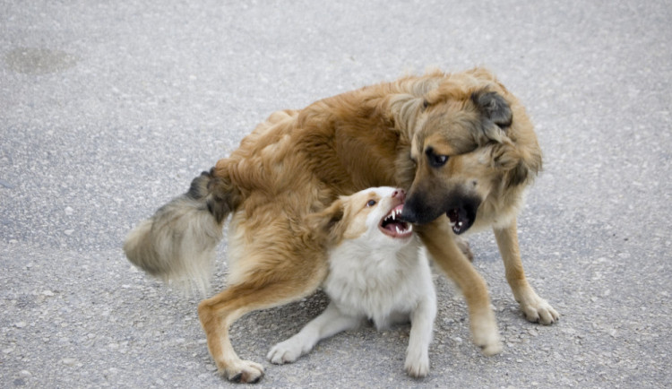 V centru Brna se poprali dva psi, chvíli na to i jejich páníčci