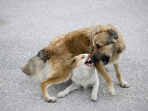 V centru Brna se poprali dva psi, chvíli na to i jejich páníčci