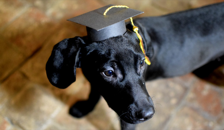 ZÁPESNÍK: Študovanej pes