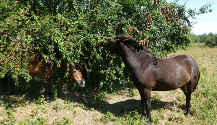 Divocí koně se dnes poprvé rozběhli po Národním parku Podyjí