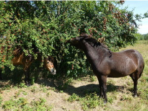 Divocí koně se dnes poprvé rozběhli po Národním parku Podyjí