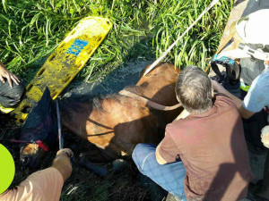 FOTO: Kůň spadl z mostu, hasiči ho zachránili z bahna