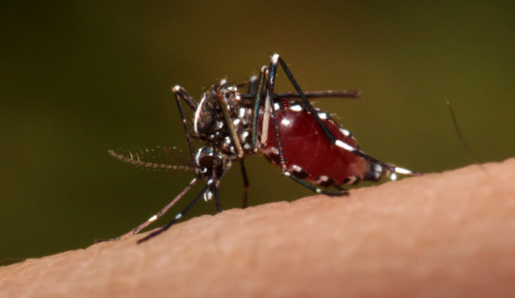 Na jižní Moravě se pohybují komáři infikovaní smrtelně nebezpečnou západonilskou horečkou