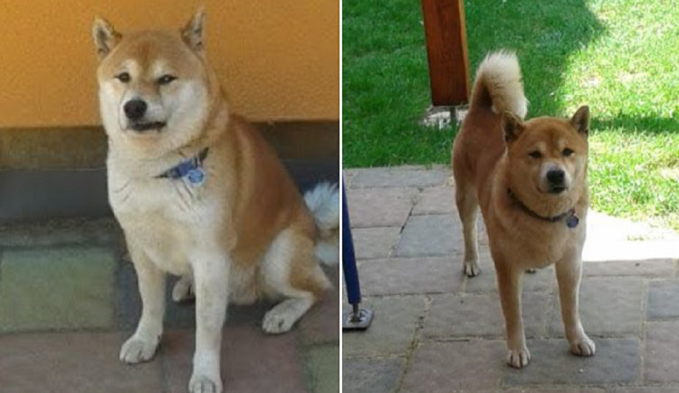 Hledaný pejske Akim