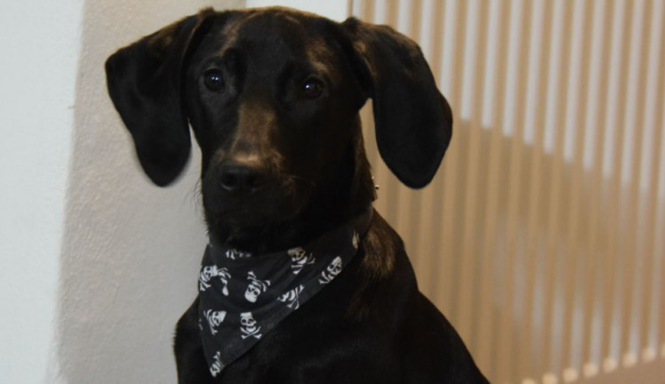 ZÁPESNÍK: Pubertální pes