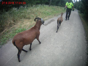 Strážníci chytali na okraji Brna kozy