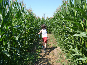 KUkuřičný bludiště brno 15