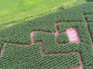 kukuřičný labyrint