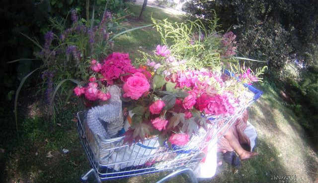 Příliš veřejná zeleň. Žena si po brněnských parcích natrhala plný nákupní vozík květin