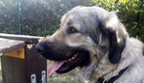 Nešťastné majitelce se v Brně ztratila fenka Kavkazského pasteveckého psa. Neviděli jste ji?i