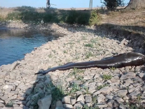 VIDEO: V rybníku na Brněnsku umírají ryby ve velkém. Na pláži leží i dvoumetroví sumci