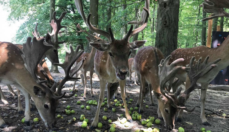 Jablka spadaná ze stromu jsou pro daňky ideální stravou