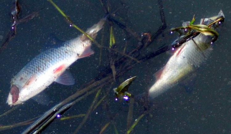 V největším rybníku Moravy se udusilo až 100 tun ryb