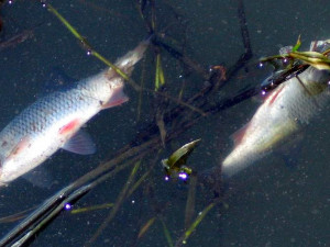 V největším rybníku Moravy se udusilo až 100 tun ryb