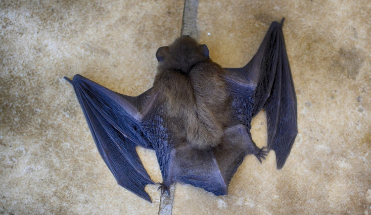 VIDEO: Brňance se do obýváku nastěhovalo více než 160 netopýrů