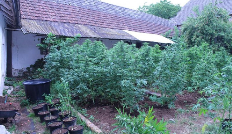 FOTO: Neonacisté a tráva. Celníci zabavili pravicovým extrémistům zbraně, extázi a 40 kilo marihuany