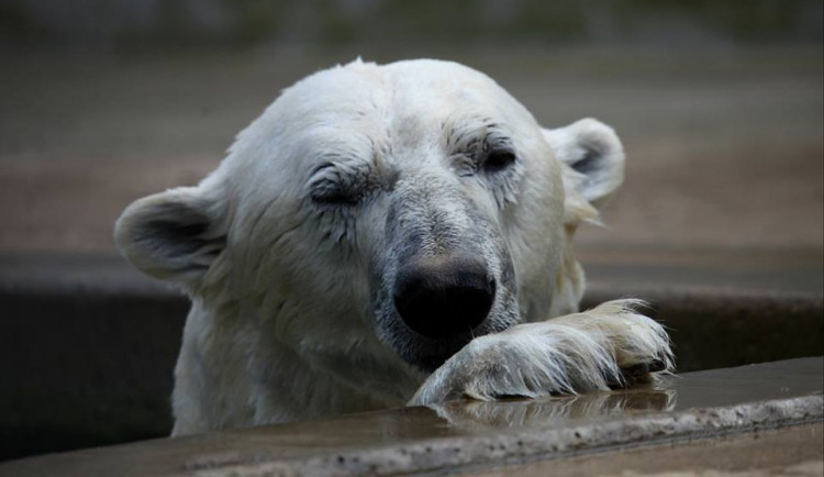 V brněnské zoo zemřel lední medvěd Umca