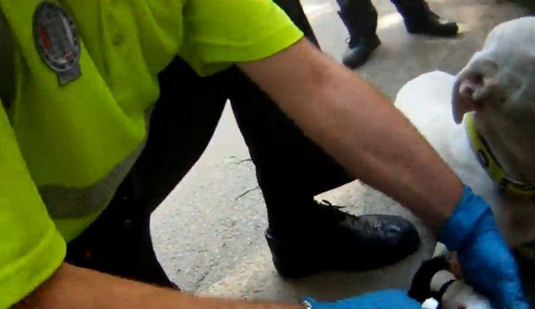 Pejsek se utrhl majitelce a spadl u Dornychu do čtyřmetrového výkopu