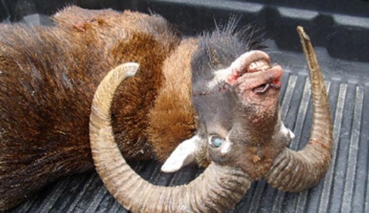 Na jižní Moravě řádí pytláci. Zabíjí muflony i kance