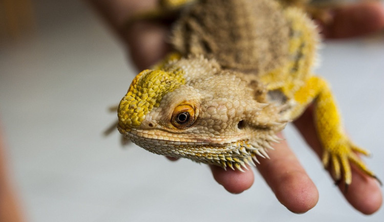 Muž se zranil na hlavním nádraží. Strážníkům nechal tašku s 21 mláďaty agamy vousaté